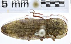 Foto (Dorsalansicht) von Agrypnus modestus (NHMW-ZOO-COL-0008119)